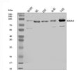 Anti-GGA3 Antibody Picoband®