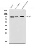 Anti-MCM5 Antibody Picoband®
