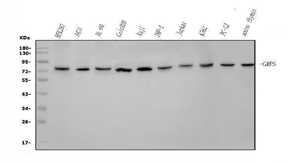 Anti-GMPS Antibody Picoband®