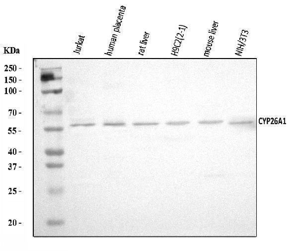 Anti-CYP26A1 Antibody Picoband®