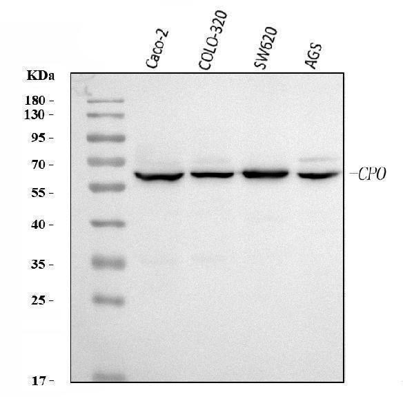 Anti-CPO Antibody Picoband®