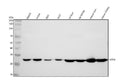 Anti-HADH Antibody Picoband®