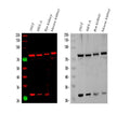 Anti-HADHA Antibody Picoband®