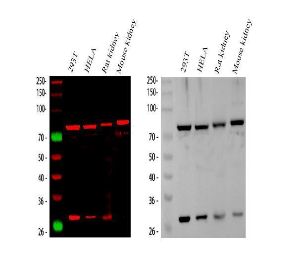 Anti-HADHA Antibody Picoband®