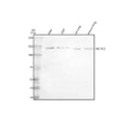Anti-TBC1D1 Antibody Picoband®