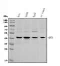 Anti-DFFA/ICAD Antibody Picoband®