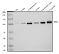 Anti-ACTN2 Antibody Picoband®