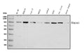 Anti-Plasminogen/PLG Antibody Picoband®