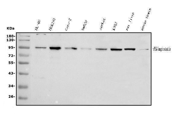 Anti-Plasminogen/PLG Antibody Picoband®