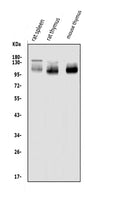 Anti-PSGL-1/Selplg Antibody Picoband®