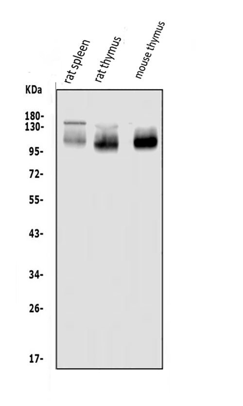 Anti-PSGL-1/Selplg Antibody Picoband®