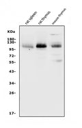 Anti-PSGL-1/Selplg Antibody Picoband®