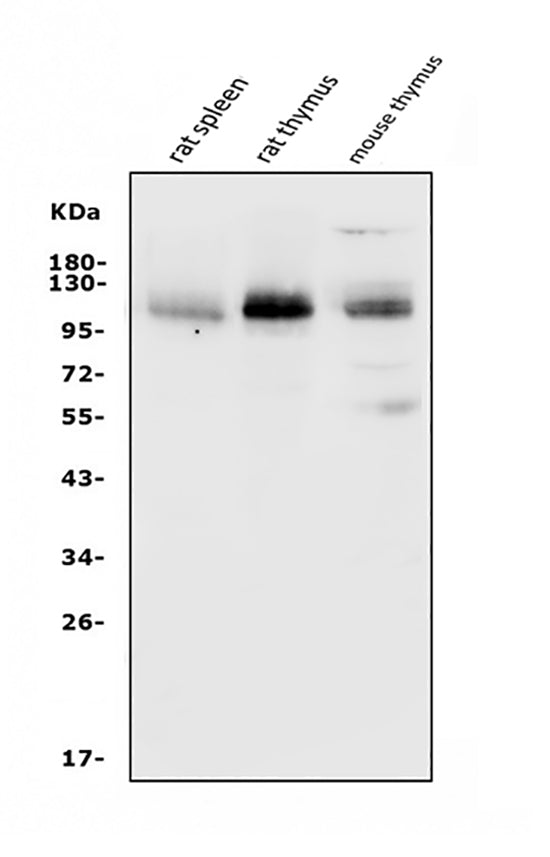Anti-PSGL-1/Selplg Antibody Picoband®