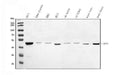 Anti-ORC5L/ORC5 Antibody Picoband®