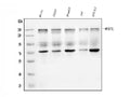Anti-WAPL/FOE Antibody Picoband®