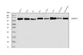 Anti-hnRNP U/p120/HNRNPU Antibody Picoband®
