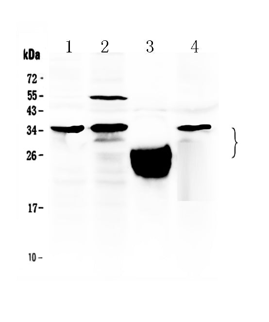 Anti-TFPI2 Antibody Picoband®