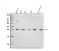 Anti-GSTA4 Antibody Picoband®