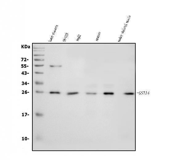Anti-GSTA4 Antibody Picoband®