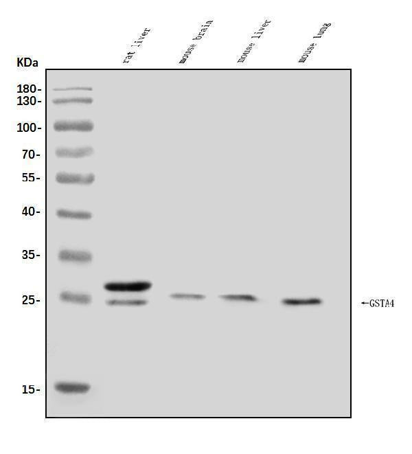 Anti-GSTA4 Antibody Picoband®