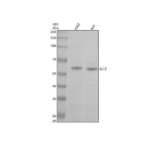 Anti-ELF2 Antibody Picoband®