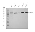 Anti-GLIS3 Antibody Picoband®