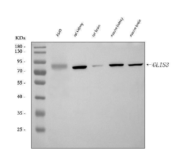 Anti-GLIS3 Antibody Picoband®
