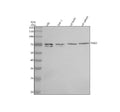Anti-PAG1 Antibody Picoband®