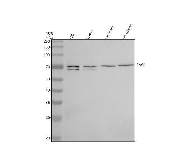 Anti-PAG1 Antibody Picoband®
