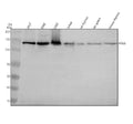Anti-POLD1 Antibody Picoband®