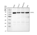 Anti-DDX1 Antibody Picoband®