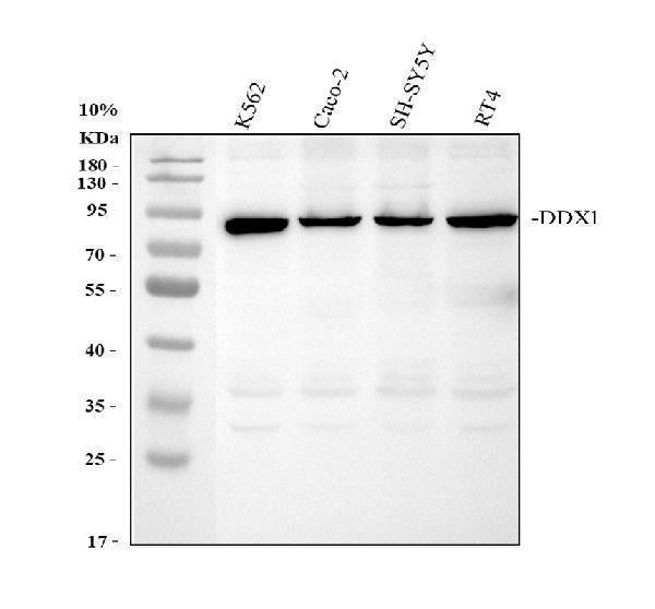 Anti-DDX1 Antibody Picoband®