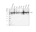 Anti-Annexin VI/ANXA6 Antibody Picoband®
