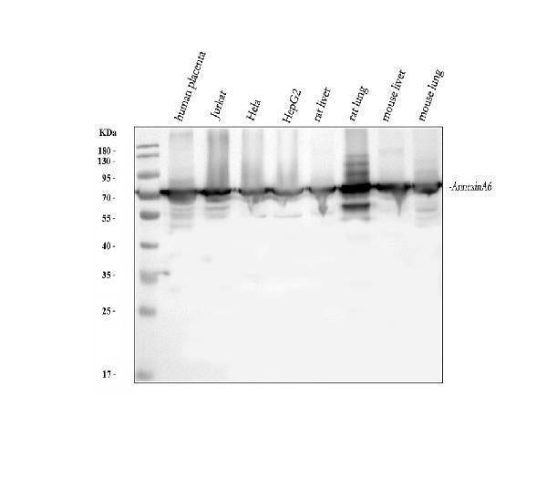 Anti-Annexin VI/ANXA6 Antibody Picoband®