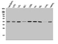 Anti-MAPK11 Antibody Picoband®