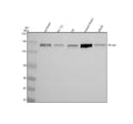 Anti-NRCAM Antibody Picoband®