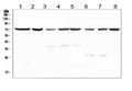 Anti-SGLT2/SLC5A2 Antibody Picoband®