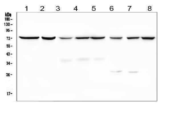 Anti-SGLT2/SLC5A2 Antibody Picoband®