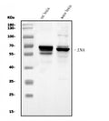 Anti-alpha Internexin/INA Antibody Picoband®