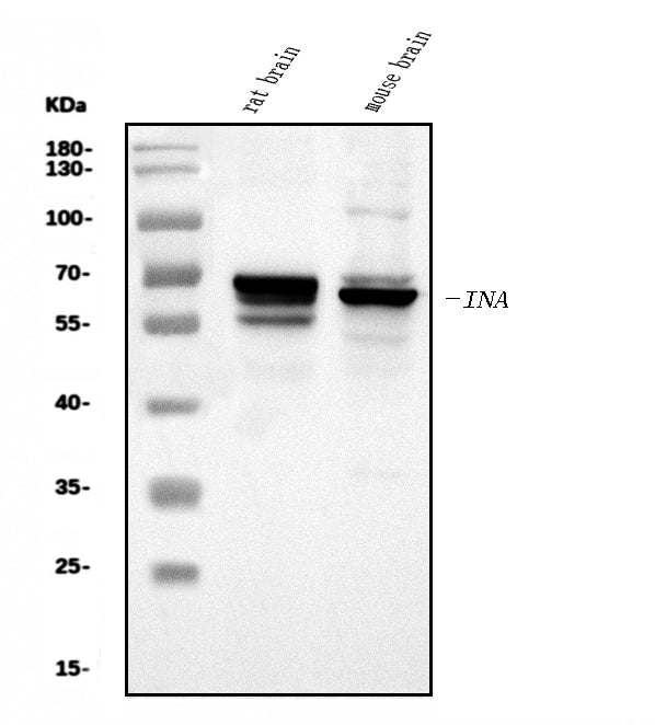 Anti-alpha Internexin/INA Antibody Picoband®