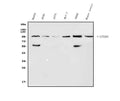 Anti-ATG9A Antibody Picoband®