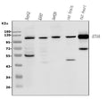 Anti-ATG9A Antibody Picoband®