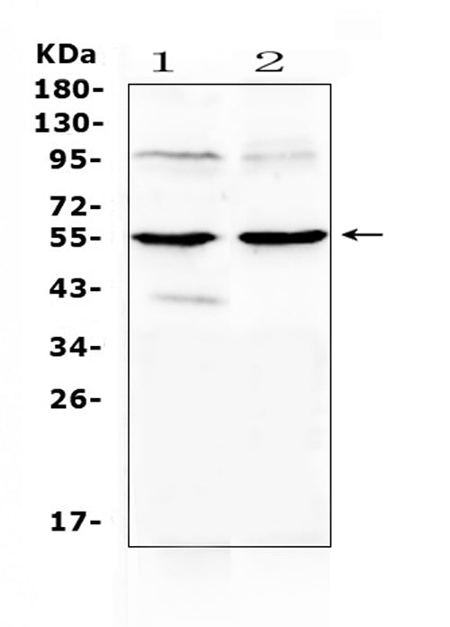 Anti-MMP10 Antibody Picoband®