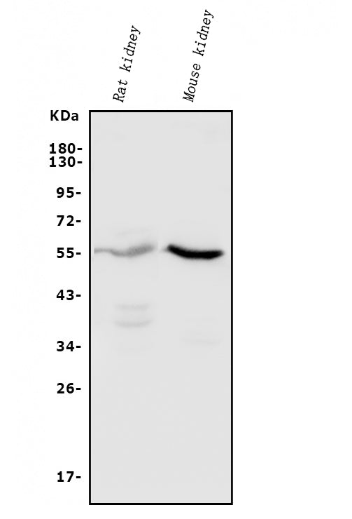 Anti-CYP11B1/C11B2/CYP11B2 Antibody Picoband®