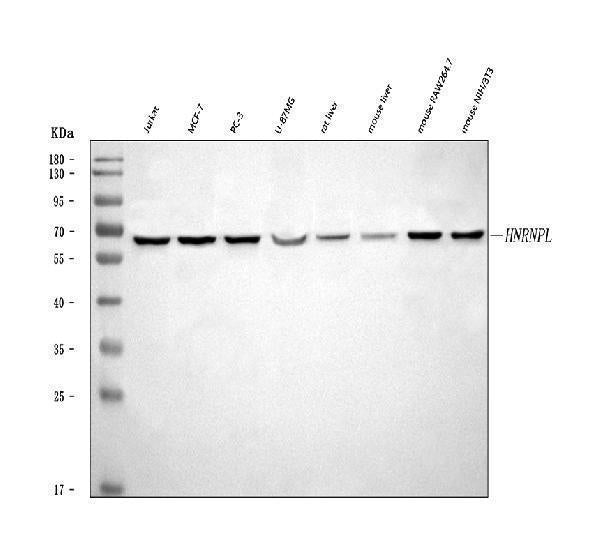 Anti-hnRNP L/HNRNPL Antibody Picoband®