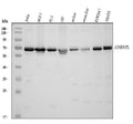 Anti-HnRNP L/HNRNPL Antibody Picoband®