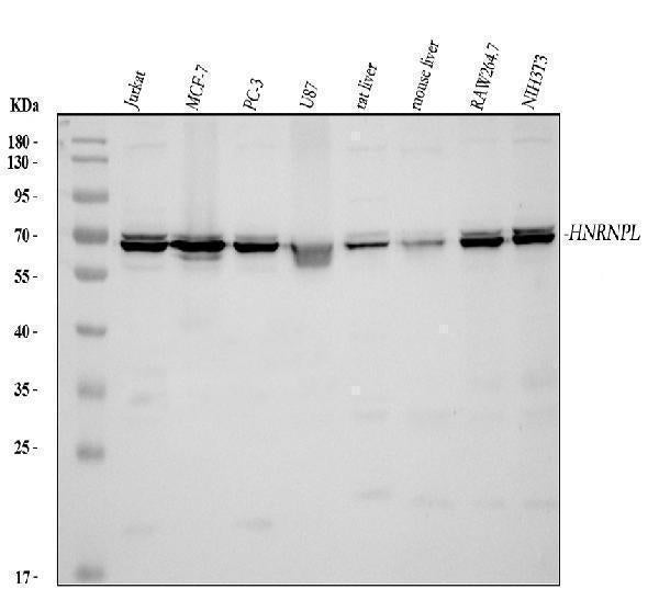 Anti-HnRNP L/HNRNPL Antibody Picoband®