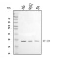 Anti-ND6/MT-ND6 Antibody Picoband®