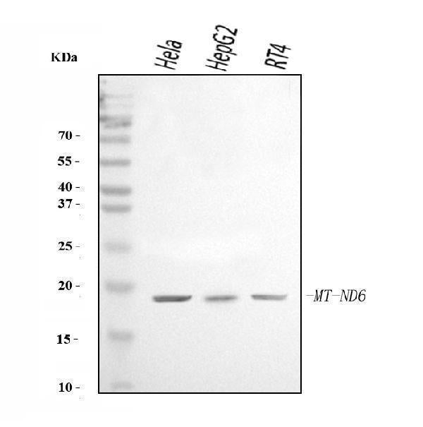 Anti-ND6/MT-ND6 Antibody Picoband®