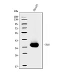 Anti-CD20/MS4A1 Antibody Picoband®